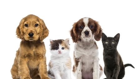 Z WIZYTĄ W SCHRONISKU